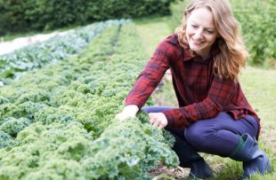 Woman working in field of leafy greens