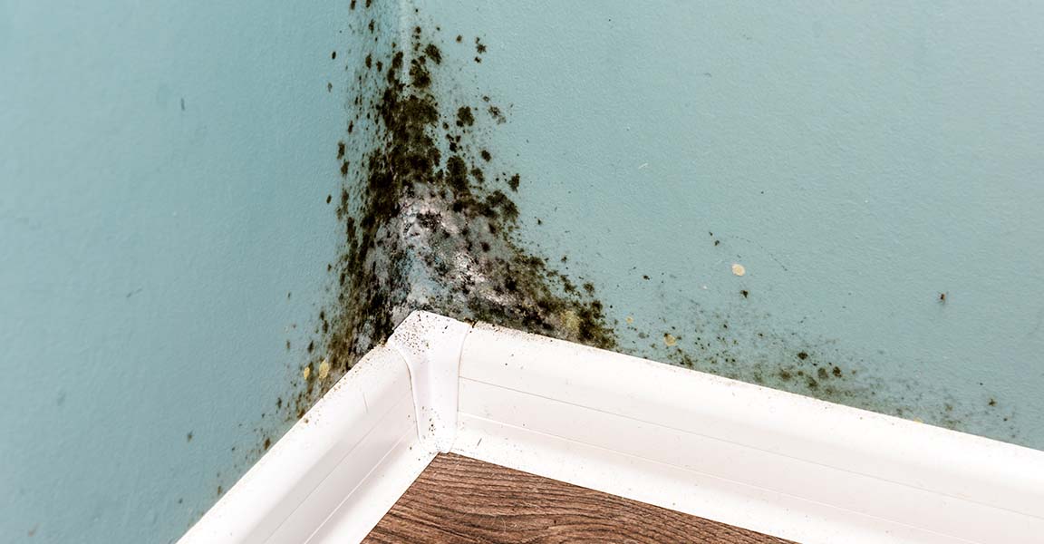 Mold in the corner of a home