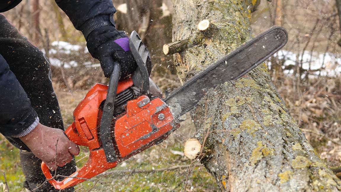 A man saws a trunk of locust tree with an orange chain saw for gasoline to clean garden or park. Large acacia tree was damaged by storm with a strong wind. A lot of sawdust fly around.