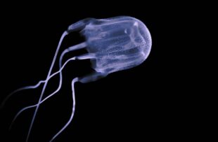 Box jellyfish