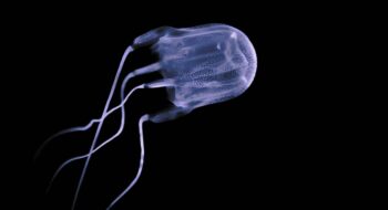 Box jellyfish