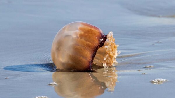 Cannonball Jellyfish