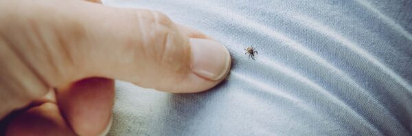 Tick on clothes