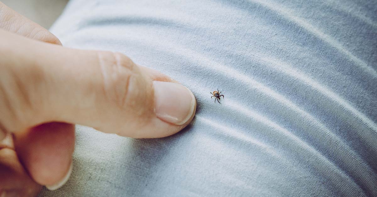 Tick on clothes