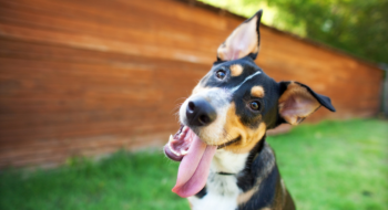 Curious and Happy Tricolor Dog with Tongue out