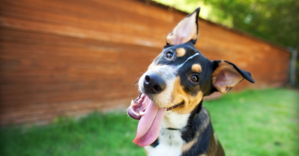 Curious and Happy Tricolor Dog with Tongue out