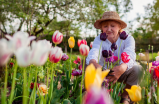 Happy middle aged woman picking tulips flowers in spring garden.