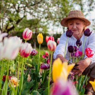 Happy middle aged woman picking tulips flowers in spring garden.