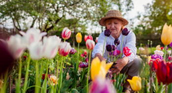Happy middle aged woman picking tulips flowers in spring garden.