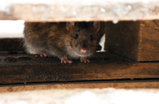the rat hides under wooden planks and looks out.