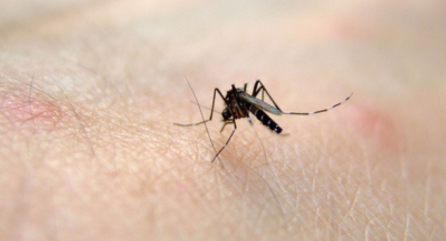 West Nile virus outbreak reported in region: What you should know